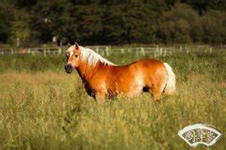 属马腊月生财运好吗？