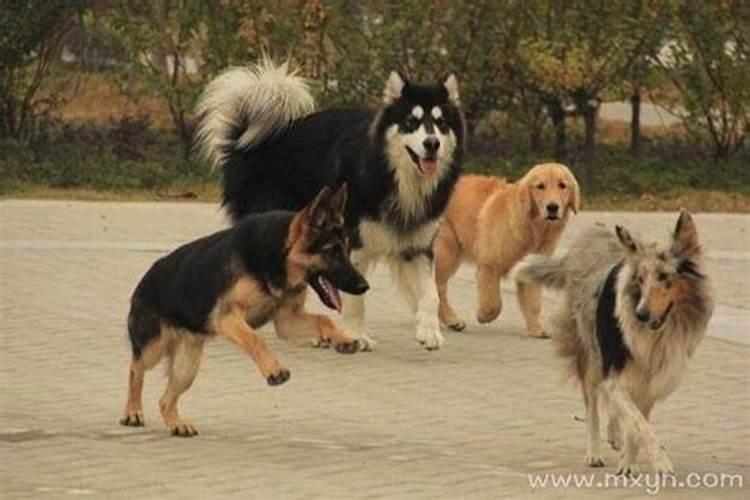 梦见路上有好多狗是怎么回事？