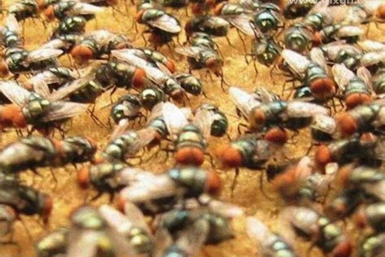 梦见很多苍蝇聚在一团？