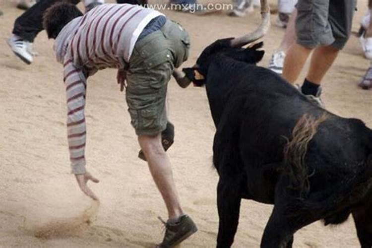 梦见牛是什么预兆男？
