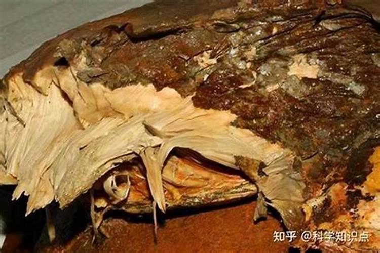 太岁是什么样的动物？