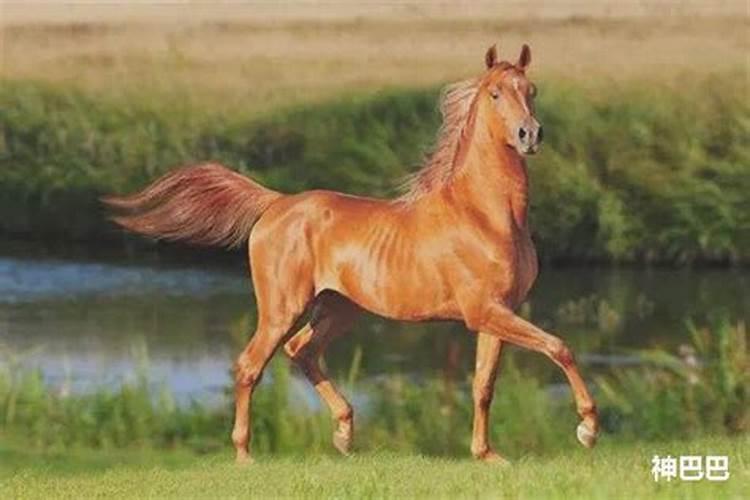 男人梦到马是什么征兆？