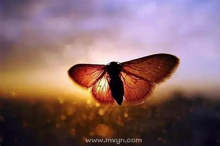 梦见老板去世了