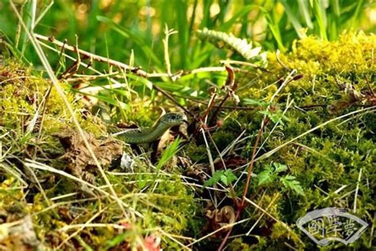 65年属蛇的2026年运程