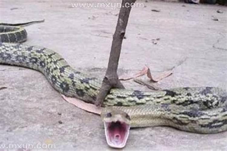 梦见蛇被我用叉子叉死