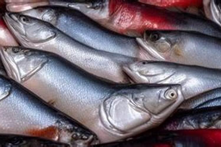 做梦梦见鱼是什么意思？