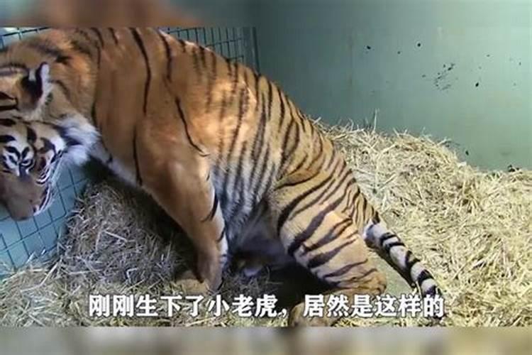 正月十五子时出生虎宝宝