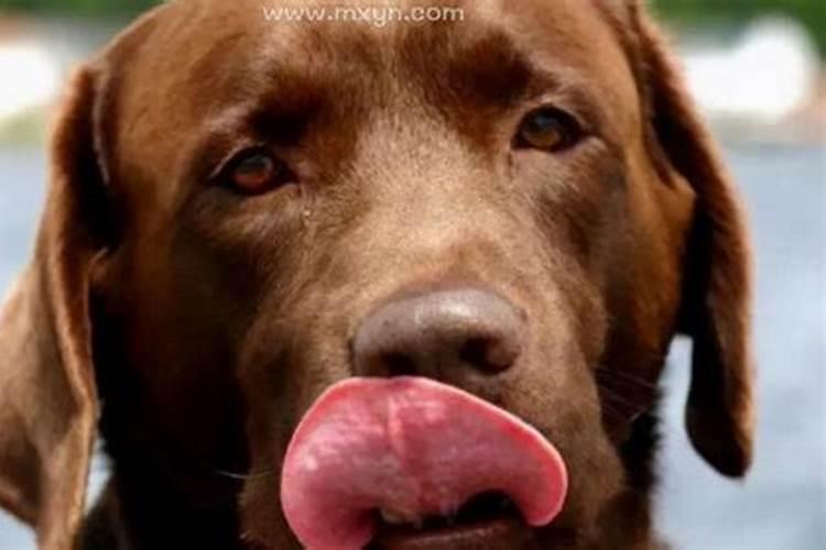 梦见狗很听话跟我很好