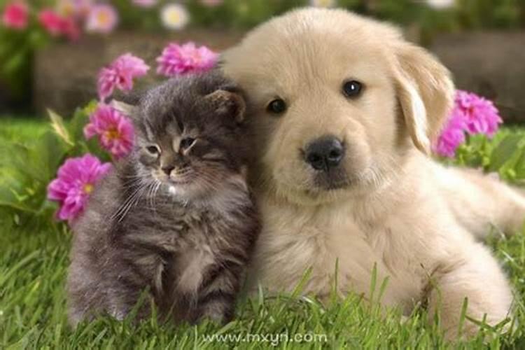 梦见猫生小猫狗生小狗是什么预兆？