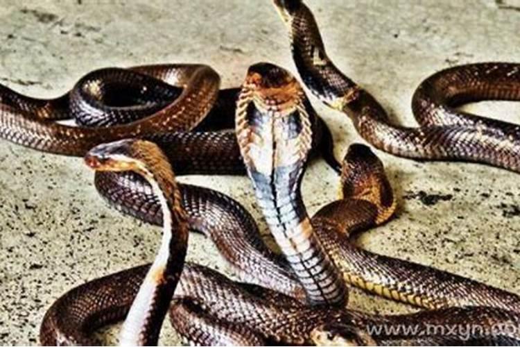 梦见杀蛇斩蛇头是什么预兆？