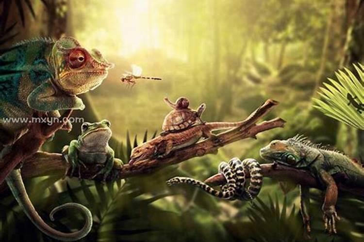 梦见被蛇和乌龟咬了