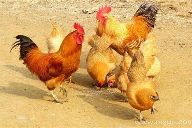 梦见鸡纵是什么意思？