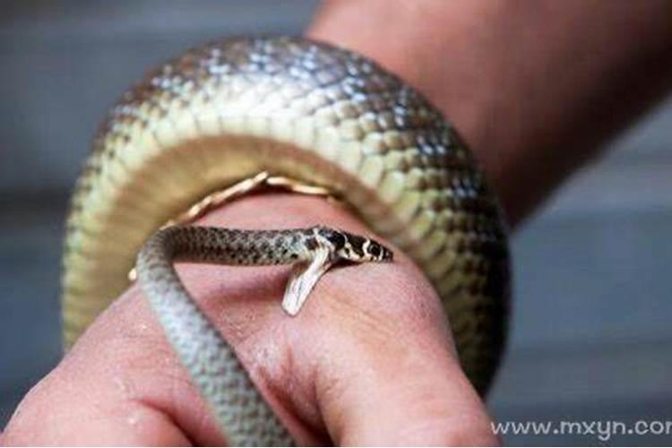 梦见家人被蛇咬了一口是什么意思？