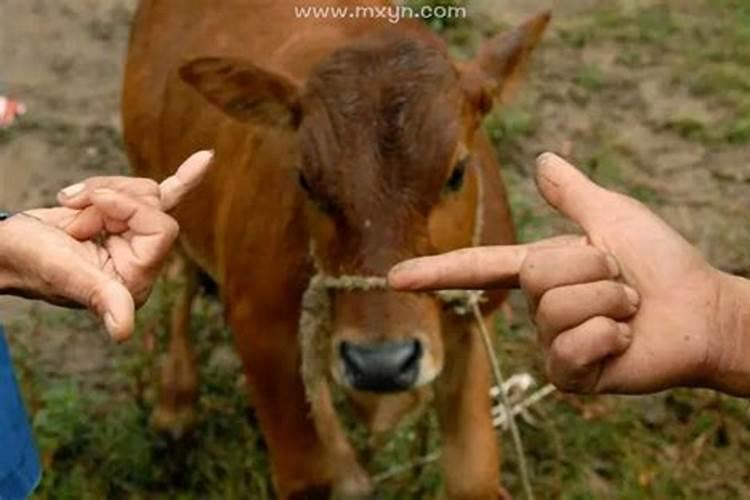 梦见别人卖牛什么预兆？