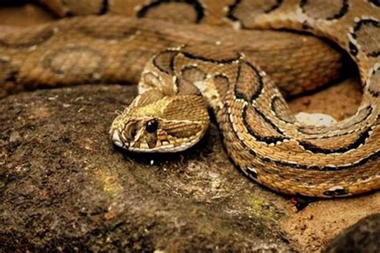 梦见很多的蛇好不好？