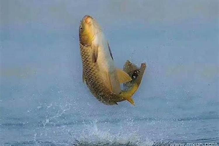 梦见别人要钓鱼钓到大鱼