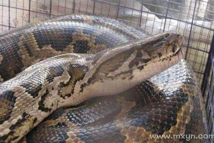 梦见蟒蛇是什么意思预兆好吗？