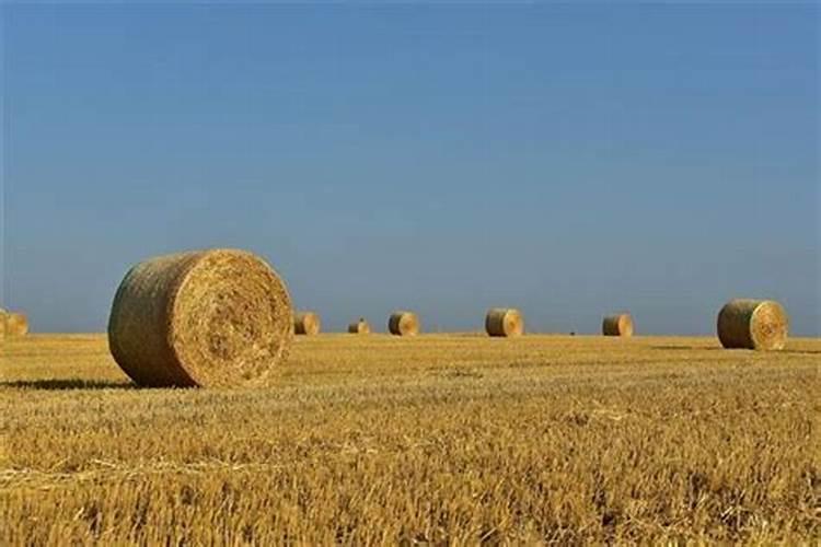 梦见禾苗是什么意思？