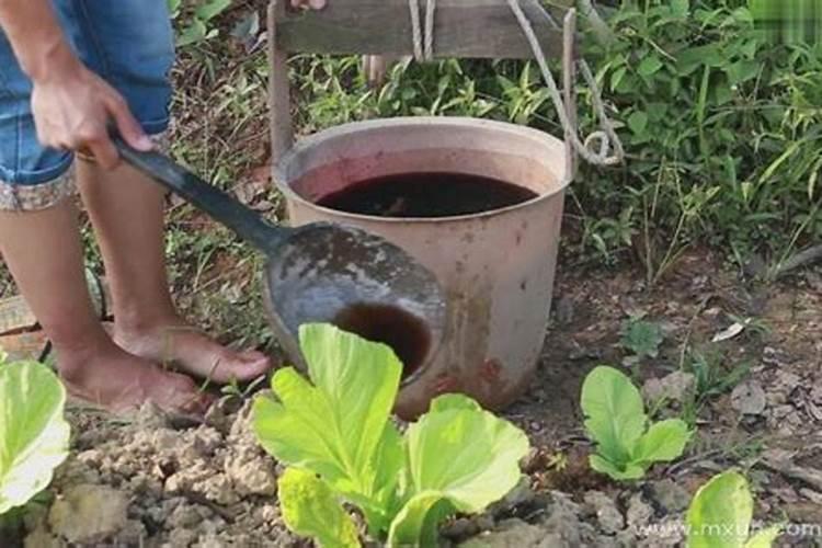 梦见厕所的粪水溢出来还有鱼