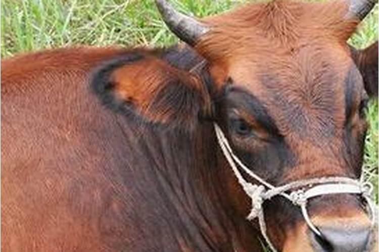 梦见公牛追着别人攻击