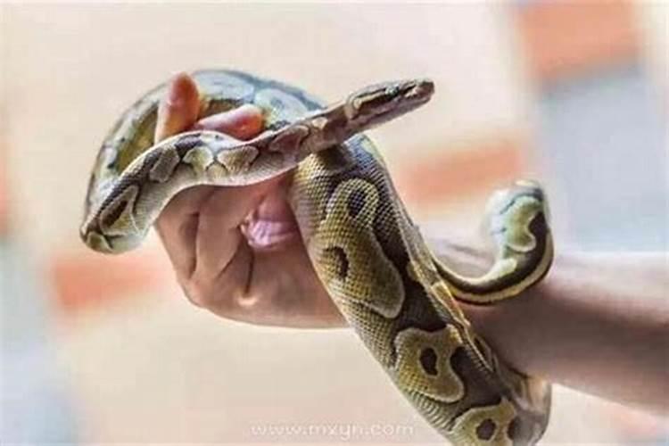 梦到蛇暗示怀孕什么意思？