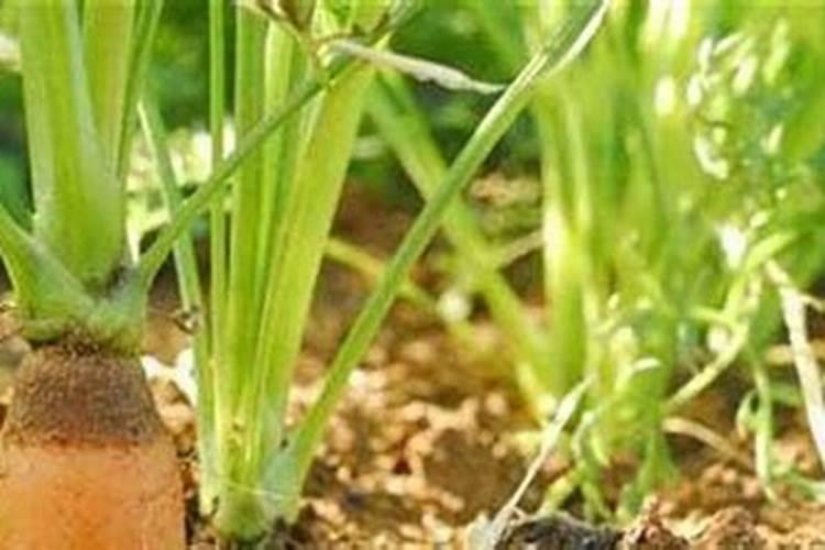 立秋种小萝卜注意事项