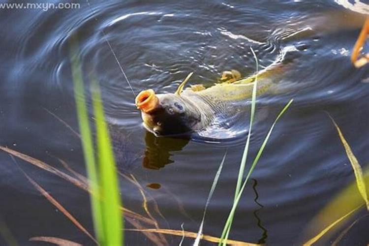 梦见别人钓鱼钓到鱼是什么征兆呢？