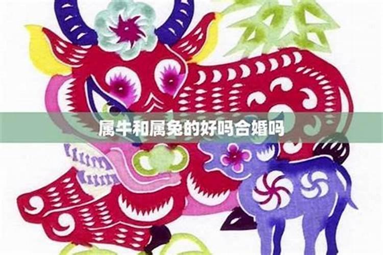 属兔的和属什么的合婚？