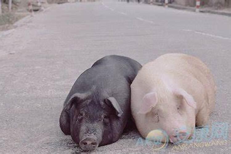 梦到猪什么意思？