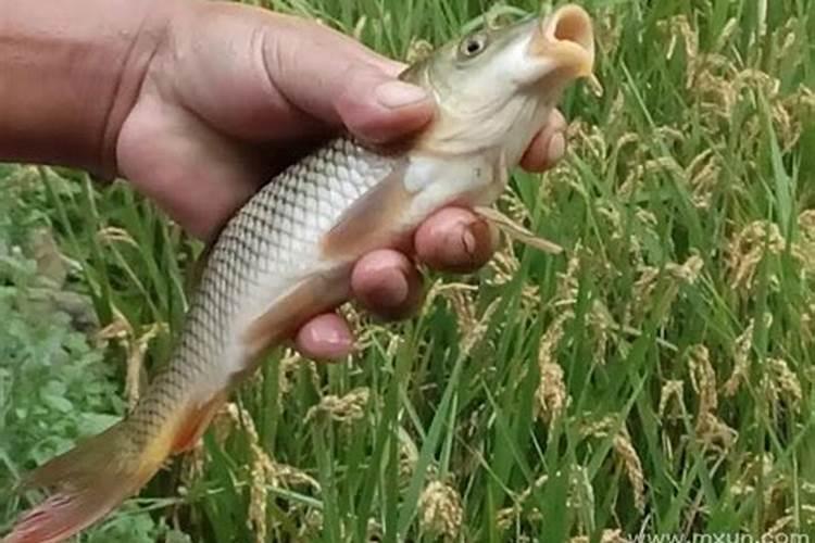 梦见鱼是什么预兆周公解梦？