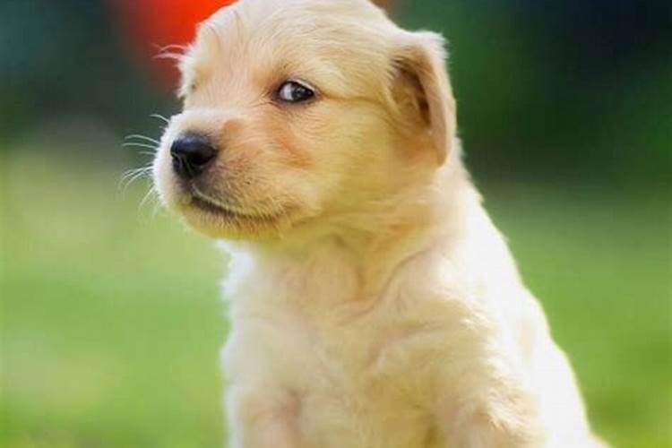 属猴和属狗合婚吗？