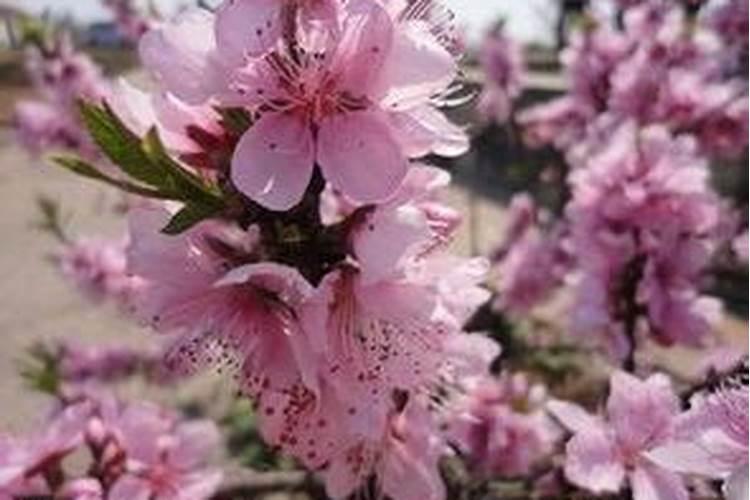 犯桃花是什么意思指女人？