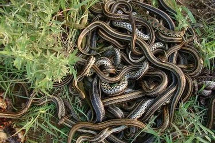 梦见好多蛇是怎么回事？