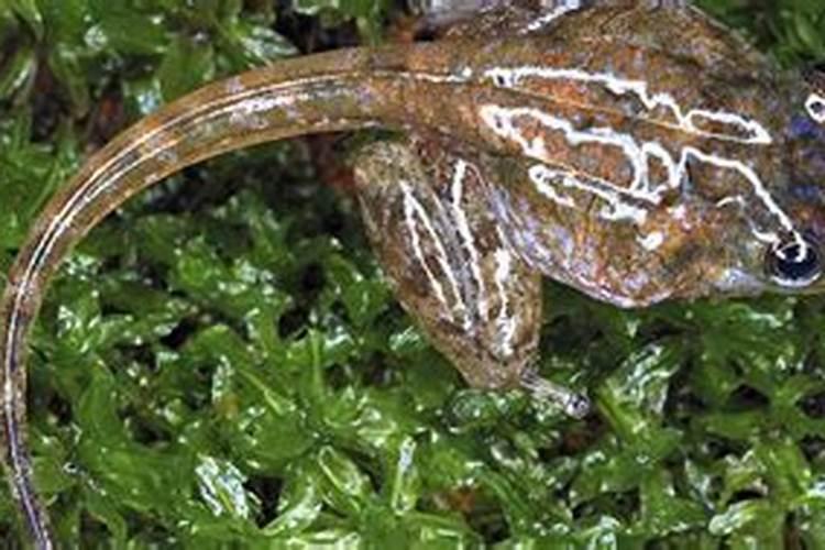 梦到红色青蛙趴在我身上