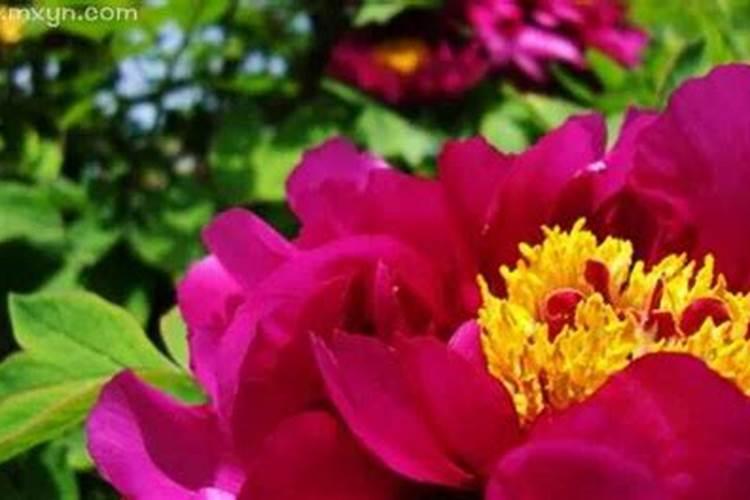 梦见牡丹花周公解梦