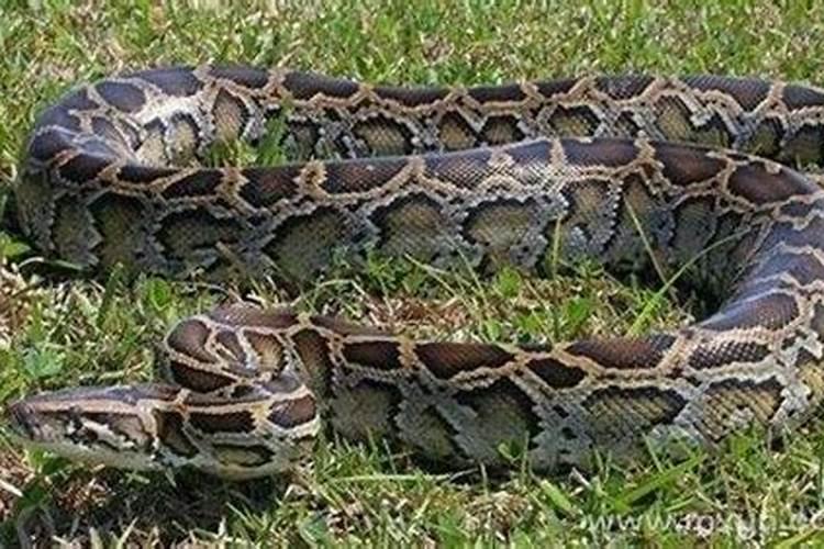 梦见蟒蛇缠身是什么征兆？