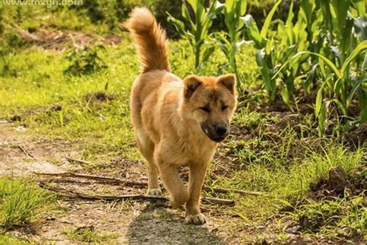 梦见狗什么意思很大一只狗？