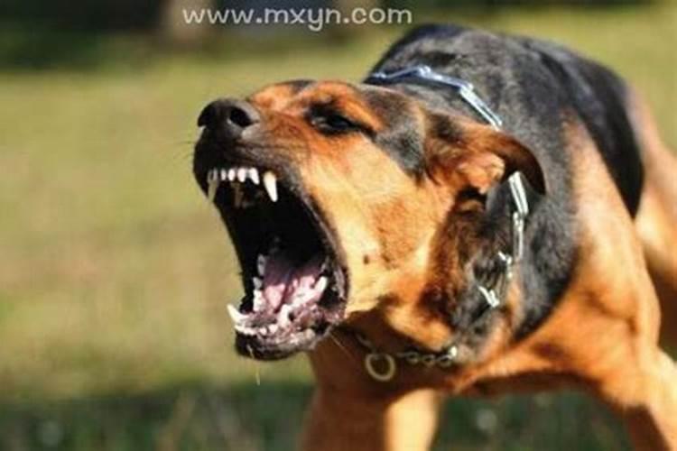 梦见狗咬人自己的亲人