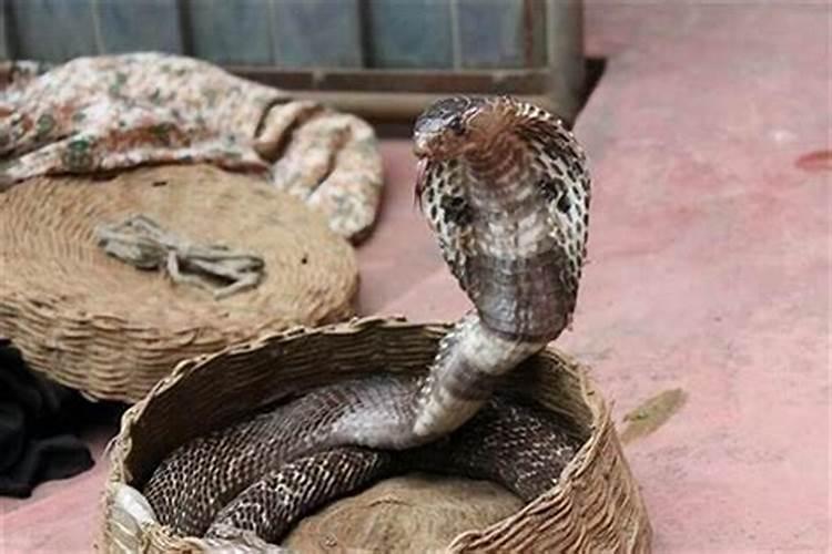 梦到杀马意思是什么动物？