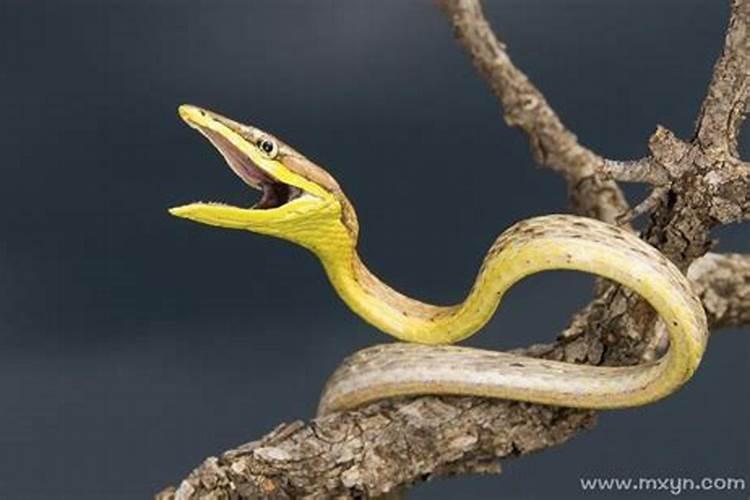 梦见蛇爬到自己身上预示着什么女？