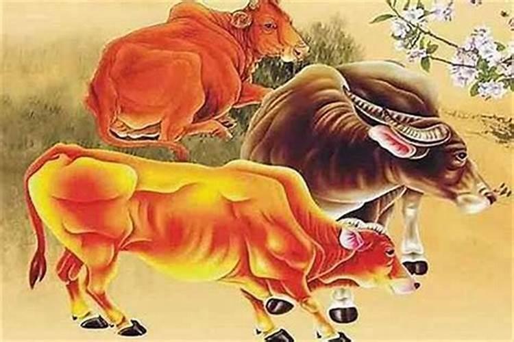 属相虎和牛婚配真的准吗？