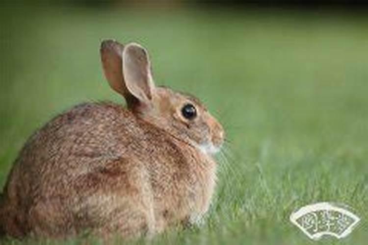 属兔几月出生是童子命？