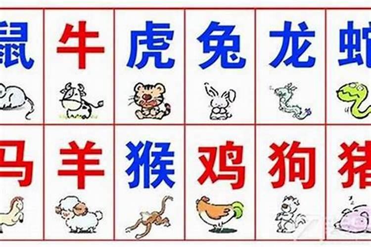 生肖合八字不合