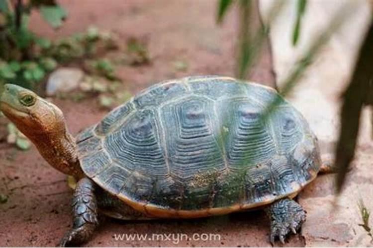 梦见特大的乌龟周公解梦