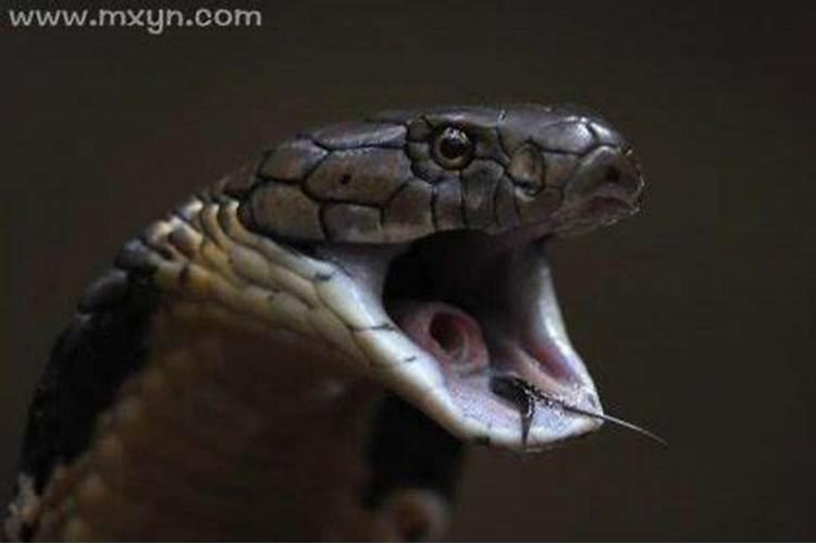 梦见被蛇咬了左手虎口是什么意思？