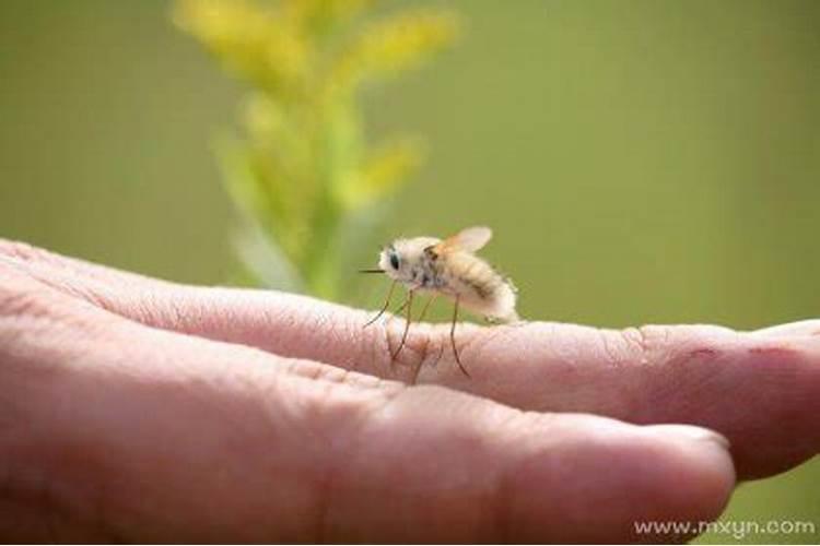 梦见虫是什么意思？