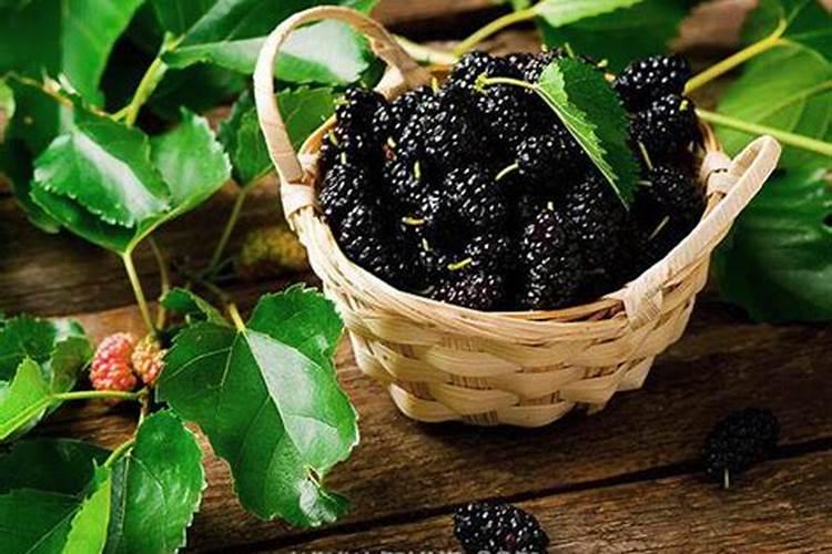 梦见吃桑葚什么意思？