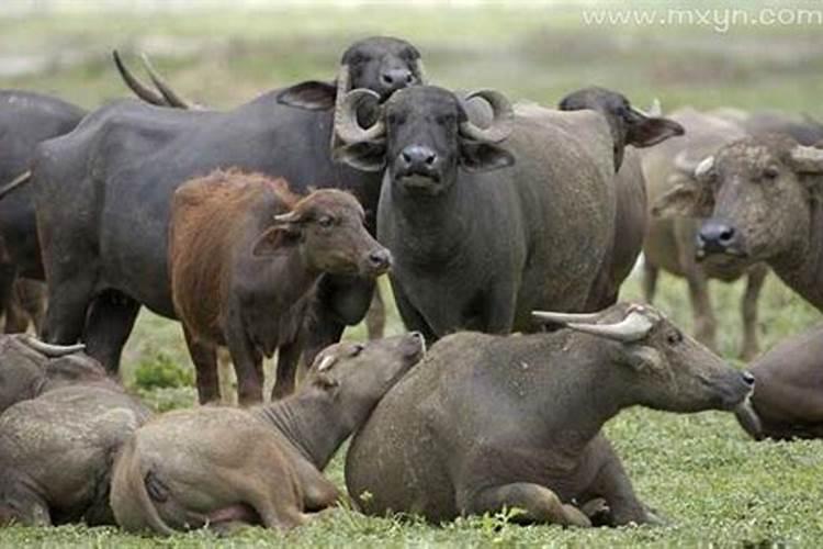 梦见好多死了的牛什么意思？