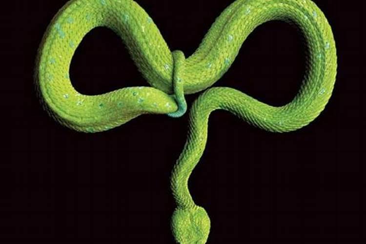 梦到蛇钻进自己的身体预示着什么？