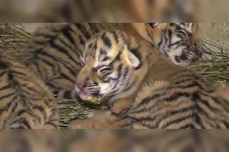 立夏出生的虎宝宝